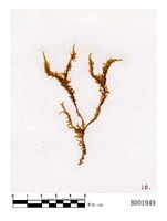 藏品(臺灣牛角苔)的圖片